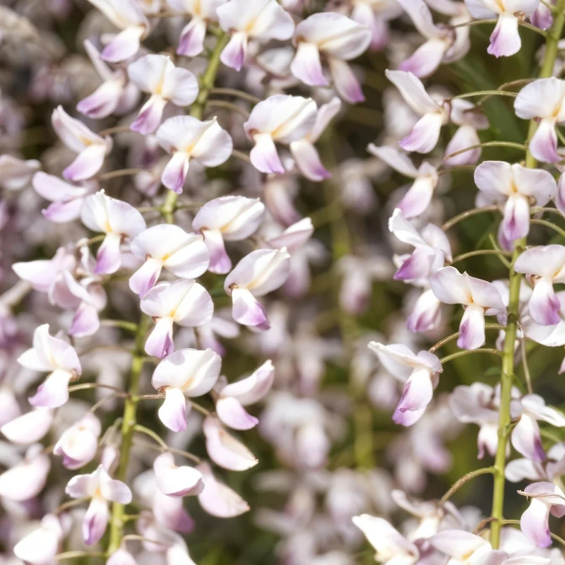 Blauregen Wisteria floribunda 'Rosea' | Rosa Blüten – Kletterpflanze 40 cm Ø11 cm Topf