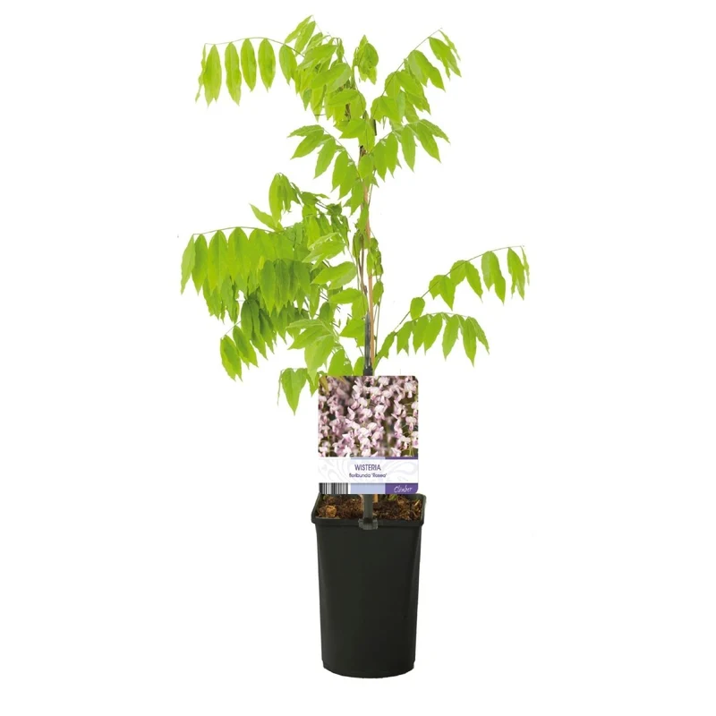 Blauregen Wisteria floribunda 'Rosea' | Rosa Blüten – Kletterpflanze 40 cm Ø11 cm Topf