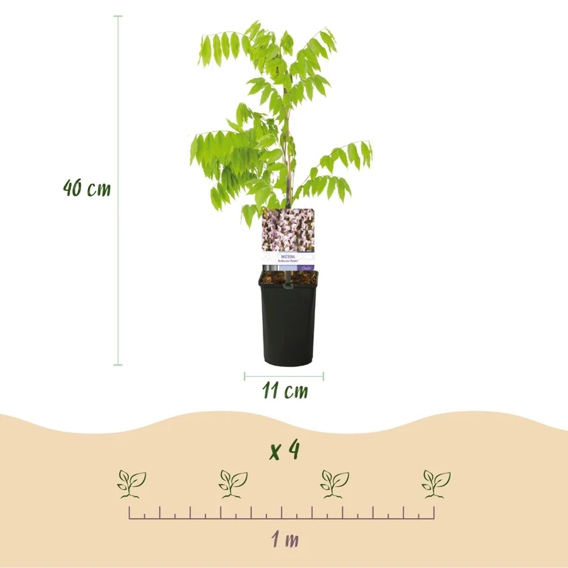 Blauregen Wisteria floribunda 'Rosea' | Rosa Blüten – Kletterpflanze 40 cm Ø11 cm Topf