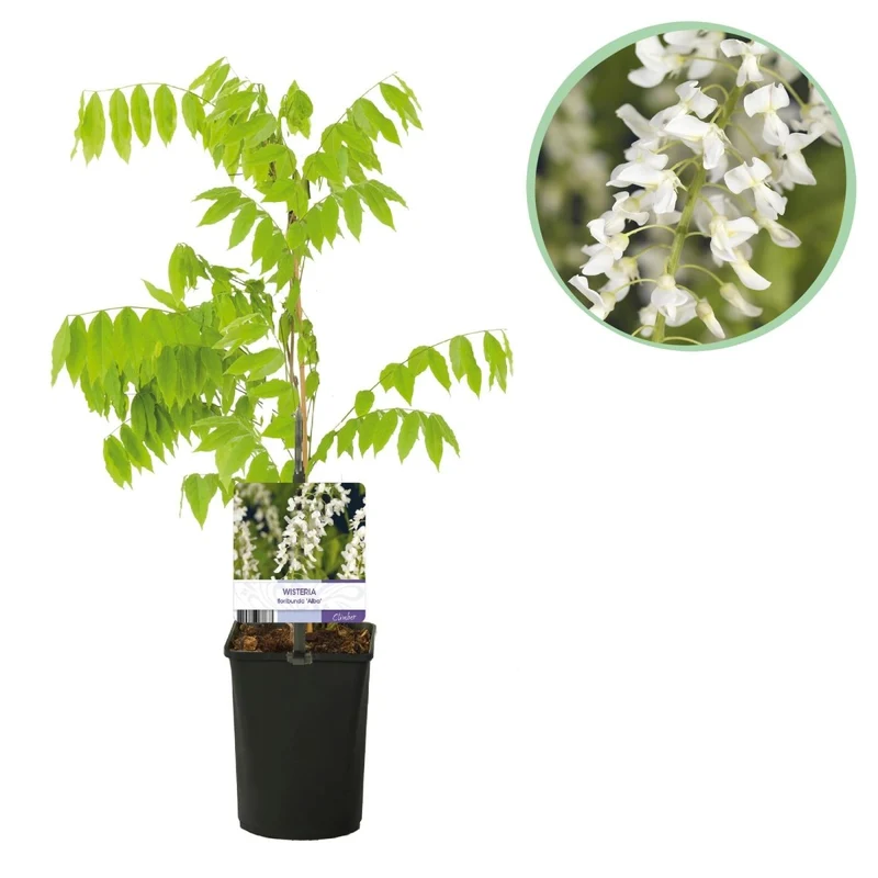 Blauregen Wisteria floribunda 'Alba' | Weiße Blüten – Kletterpflanze 40 cm im Ø11 cm Topf