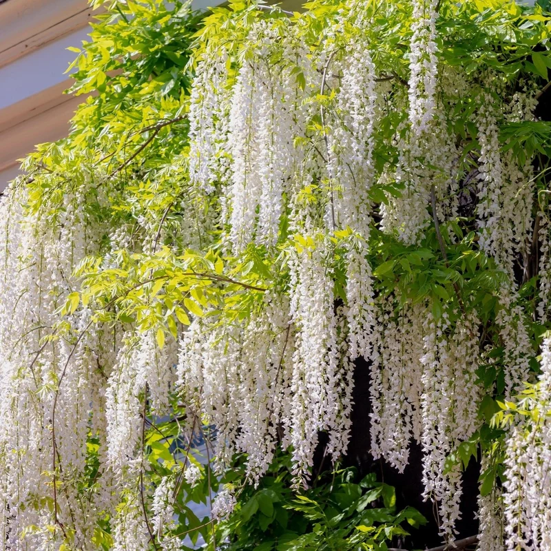 Blauregen Wisteria floribunda 'Alba' | Weiße Blüten – Kletterpflanze 40 cm im Ø11 cm Topf