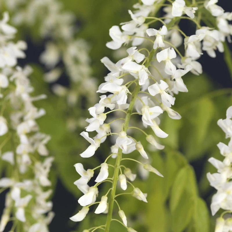 Blauregen Wisteria floribunda 'Alba' | Weiße Blüten – Kletterpflanze 40 cm im Ø11 cm Topf