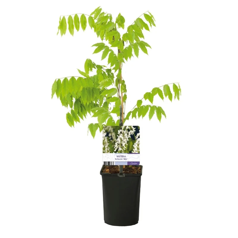 Blauregen Wisteria floribunda 'Alba' | Weiße Blüten – Kletterpflanze 40 cm im Ø11 cm Topf