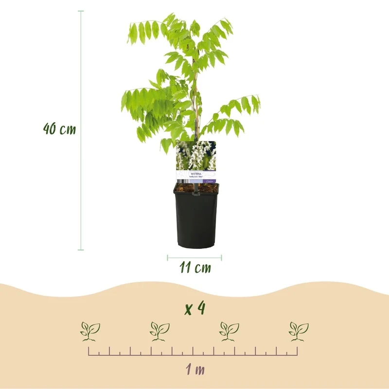 Blauregen Wisteria floribunda 'Alba' | Weiße Blüten – Kletterpflanze 40 cm im Ø11 cm Topf
