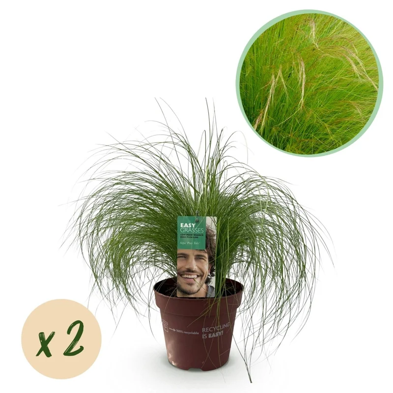 Federgras 'Pony Tails' – 2x Stipa tenuissima Ø17 cm | Immergrün & pflegeleicht