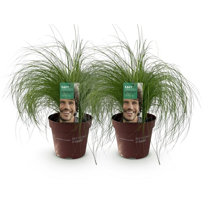 Federgras 'Pony Tails' – 2x Stipa tenuissima Ø17 cm | Immergrün & pflegeleicht