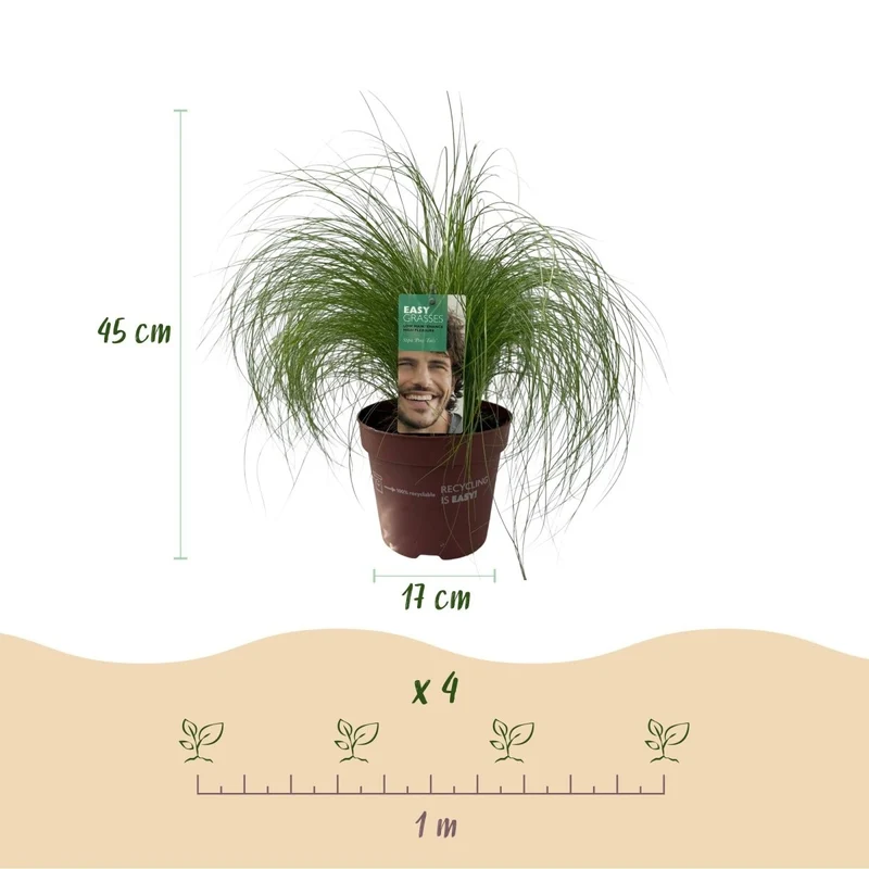 Federgras 'Pony Tails' – 2x Stipa tenuissima Ø17 cm | Immergrün & pflegeleicht