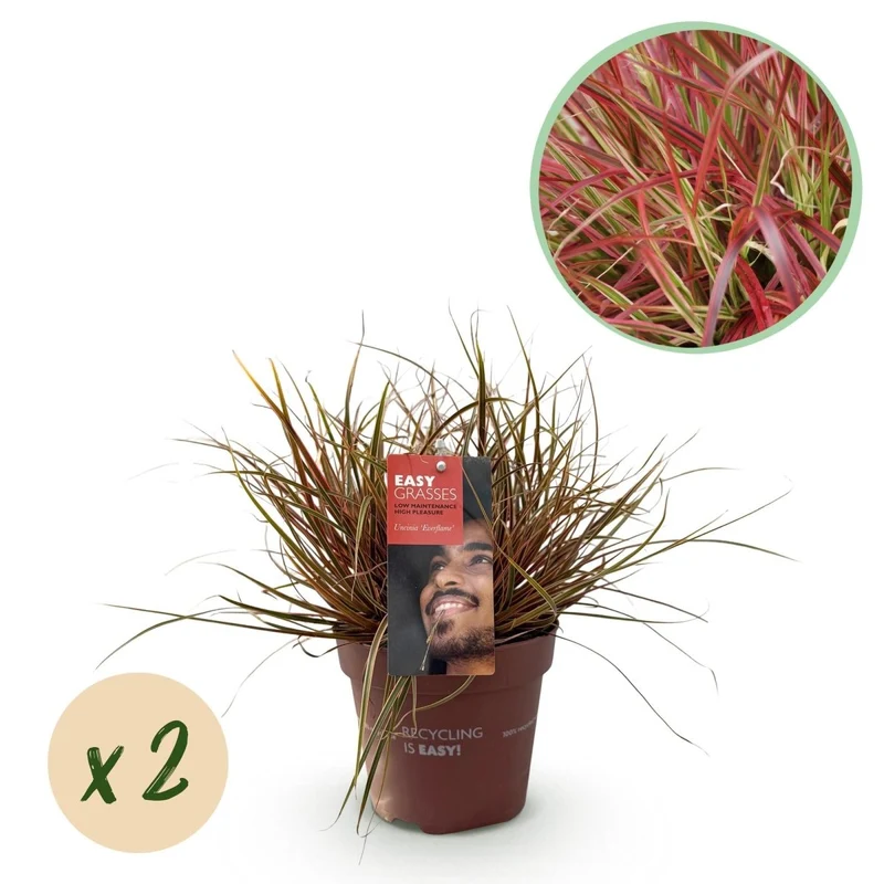 Uncinia rubra 'Everflame' – 2x Mahagonigras im Ø17 cm Topf | Immergrün & farbintensiv