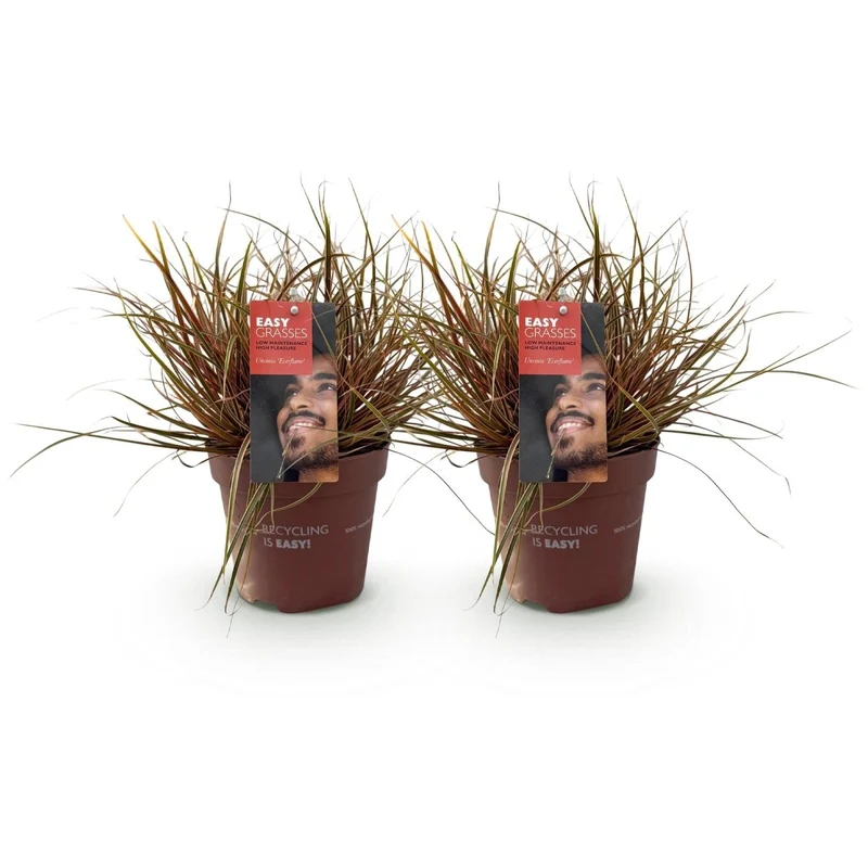 Uncinia rubra 'Everflame' – 2x Mahagonigras im Ø17 cm Topf | Immergrün & farbintensiv