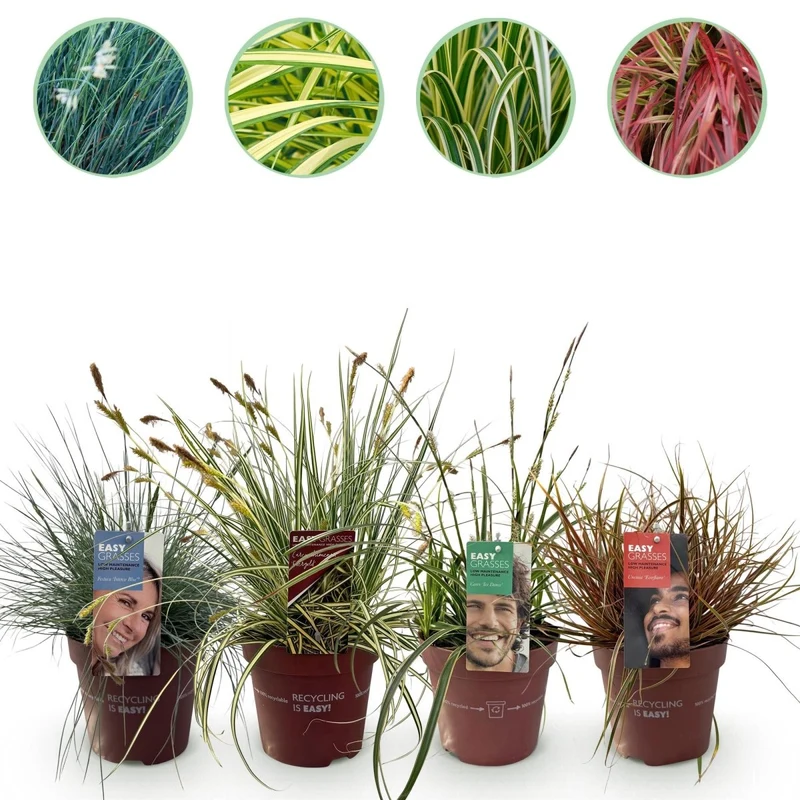 Ziergräser-Set kaufen – 4 Pflanzen in Blau, Gelb, Grün & Rot | immergrün, Topf 17 cm