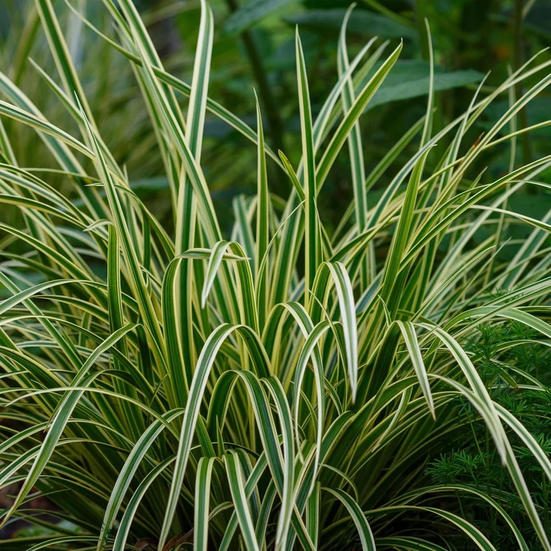 Carex morrowii 'Ice Dance' – 4x Japan-Segge im Ø17 cm Topf | Immergrün & pflegeleicht
