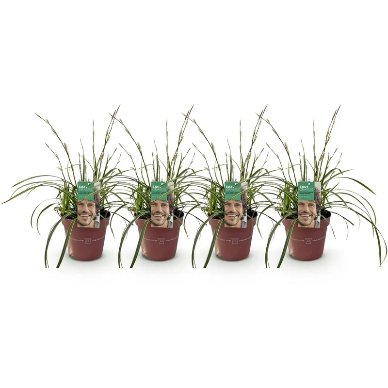 Carex morrowii 'Ice Dance' – 4x Japan-Segge im Ø17 cm Topf | Immergrün & pflegeleicht