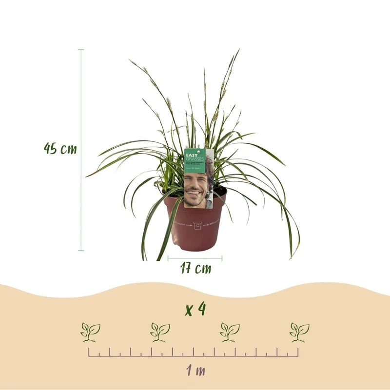 Carex morrowii 'Ice Dance' – 4x Japan-Segge im Ø17 cm Topf | Immergrün & pflegeleicht