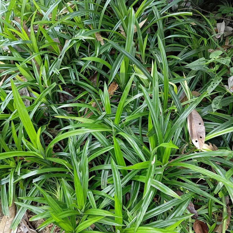 Segge 'Irish Green' – 4x - immergrüne Ziergräser Ø17 cm | Pflegeleicht & vielseitig