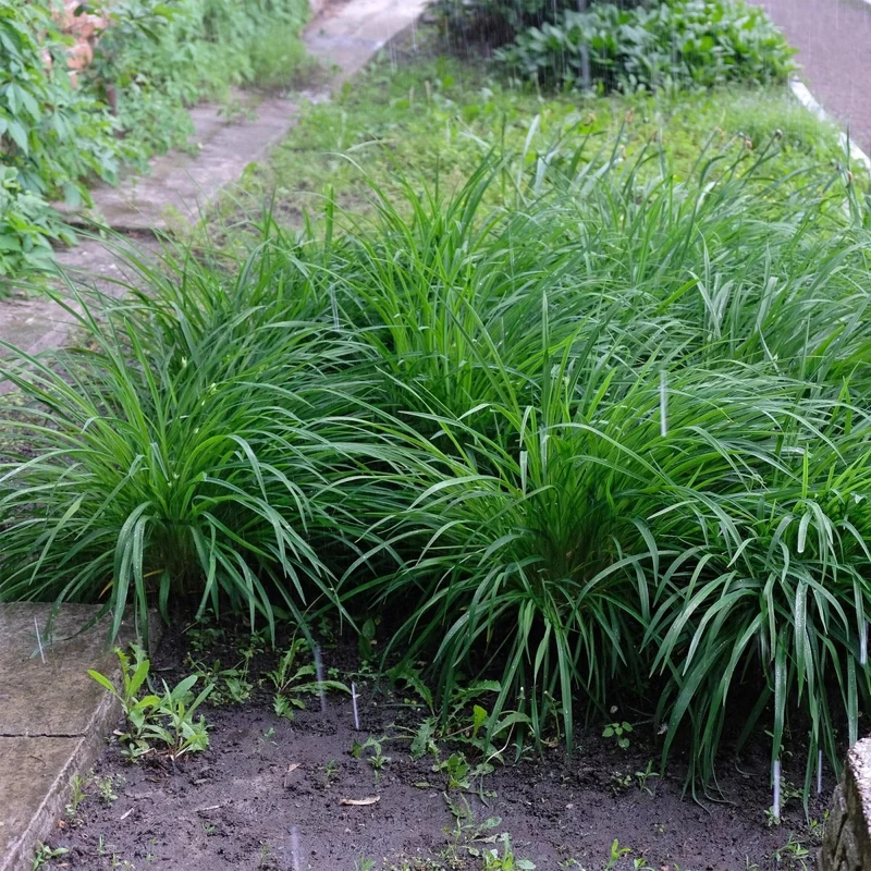 Segge 'Irish Green' – 4x - immergrüne Ziergräser Ø17 cm | Pflegeleicht & vielseitig