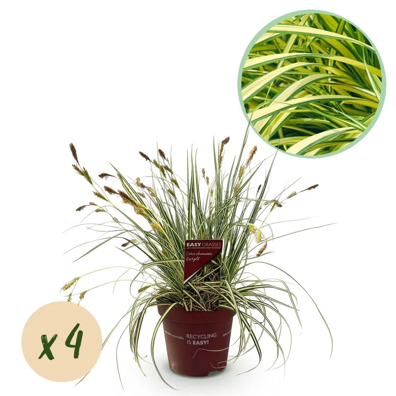 Gelbgrüne Gartensegge Evergold - Gelb & Grün - 4 Pflanzen - Immergrün - Wenig Pflege - Topf 17cm Höhe 50cm