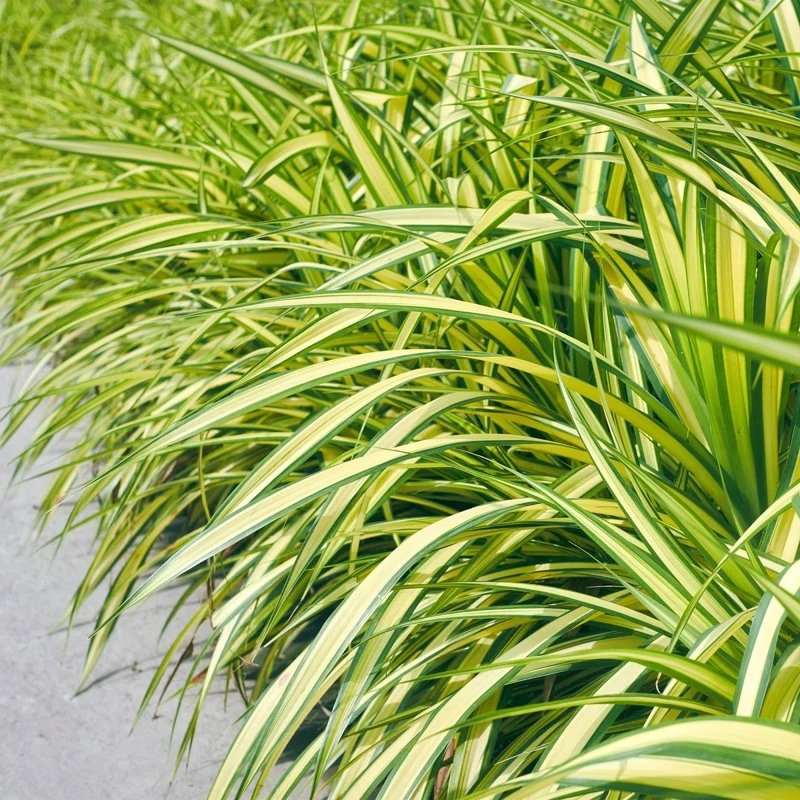 Gelbgrüne Gartensegge Evergold - Gelb & Grün - 4 Pflanzen - Immergrün - Wenig Pflege - Topf 17cm Höhe 50cm