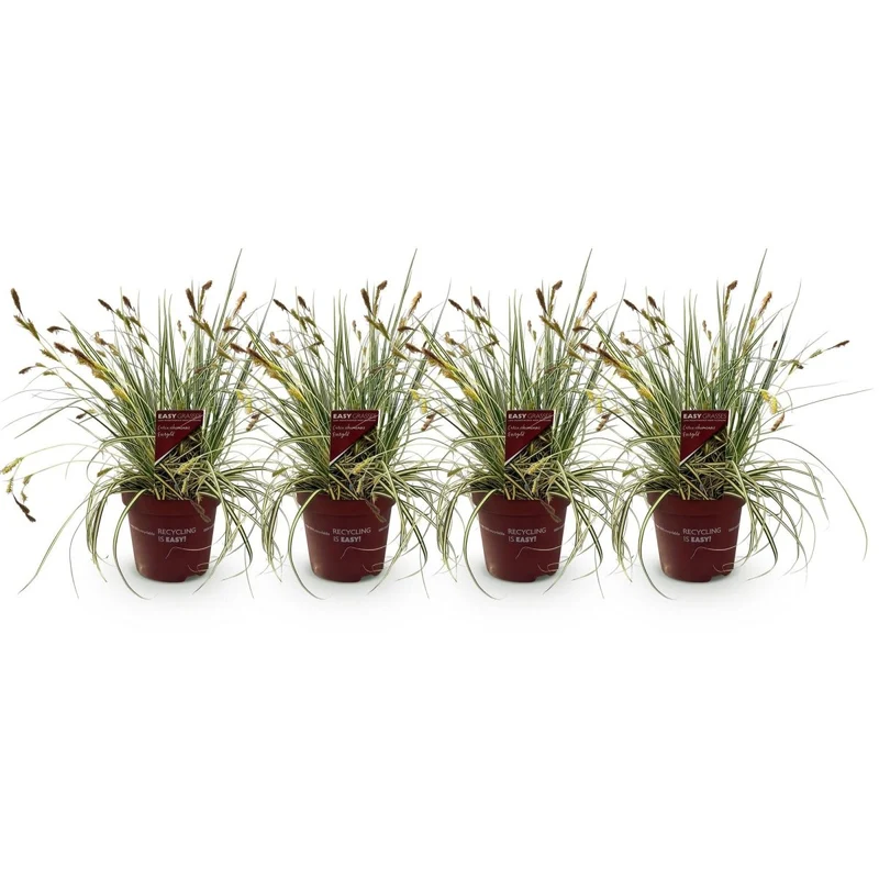Gelbgrüne Gartensegge Evergold - Gelb & Grün - 4 Pflanzen - Immergrün - Wenig Pflege - Topf 17cm Höhe 50cm