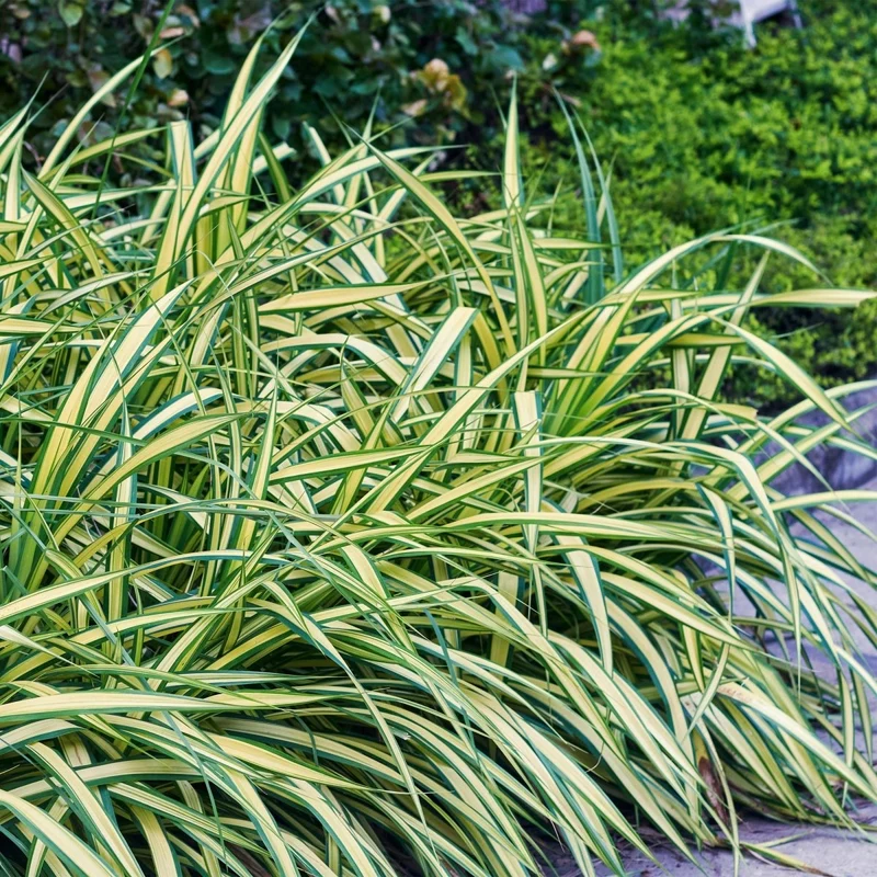 Gelbgrüne Gartensegge Evergold - Gelb & Grün - 4 Pflanzen - Immergrün - Wenig Pflege - Topf 17cm Höhe 50cm