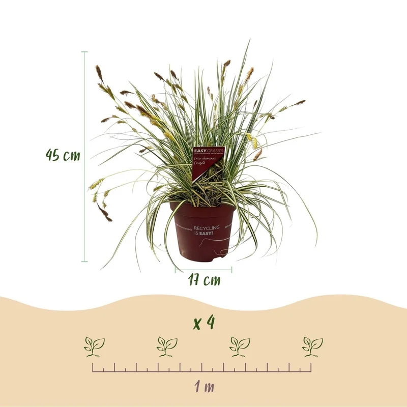 Gelbgrüne Gartensegge Evergold - Gelb & Grün - 4 Pflanzen - Immergrün - Wenig Pflege - Topf 17cm Höhe 50cm