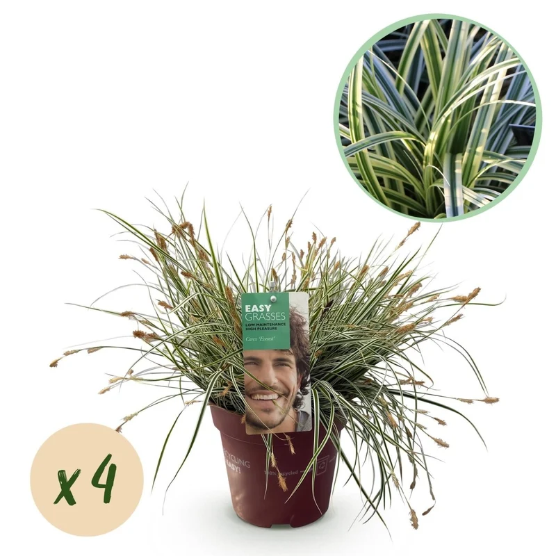 Japan-Segge 'Everest' kaufen – Carex oshimensis | 4 Pflanzen, immergrün für Schatten