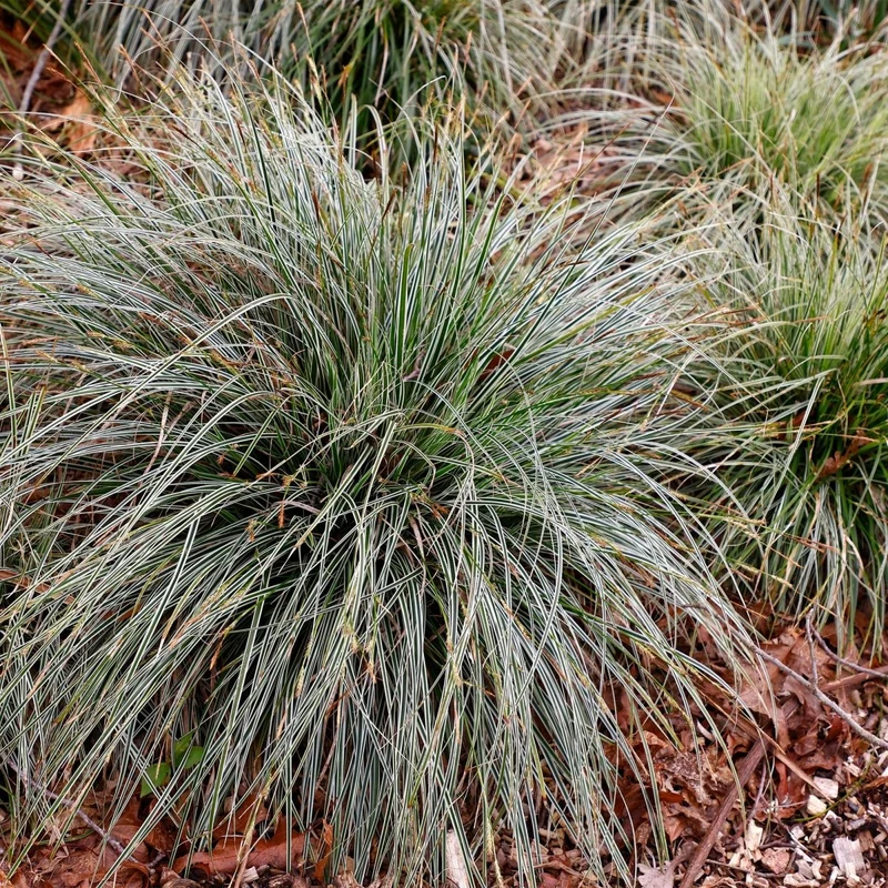 Japan-Segge 'Everest' kaufen – Carex oshimensis | 4 Pflanzen, immergrün für Schatten