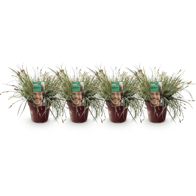 Japan-Segge 'Everest' kaufen – Carex oshimensis | 4 Pflanzen, immergrün für Schatten
