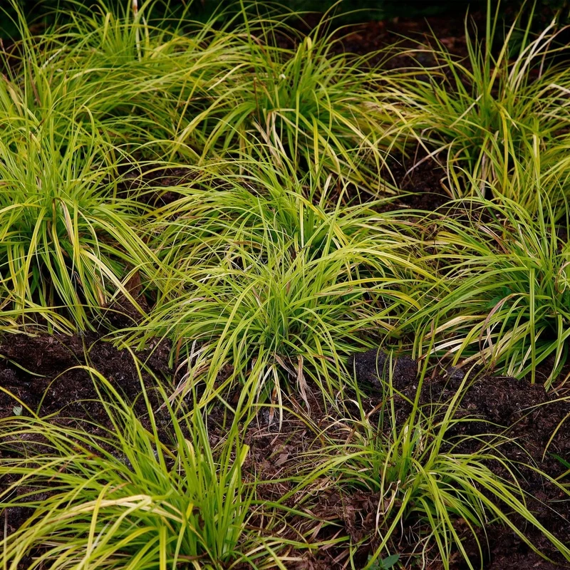 Japan-Goldsegge 'Everillo' kaufen – Carex oshimensis | 4 Pflanzen, immergrün & goldgelb