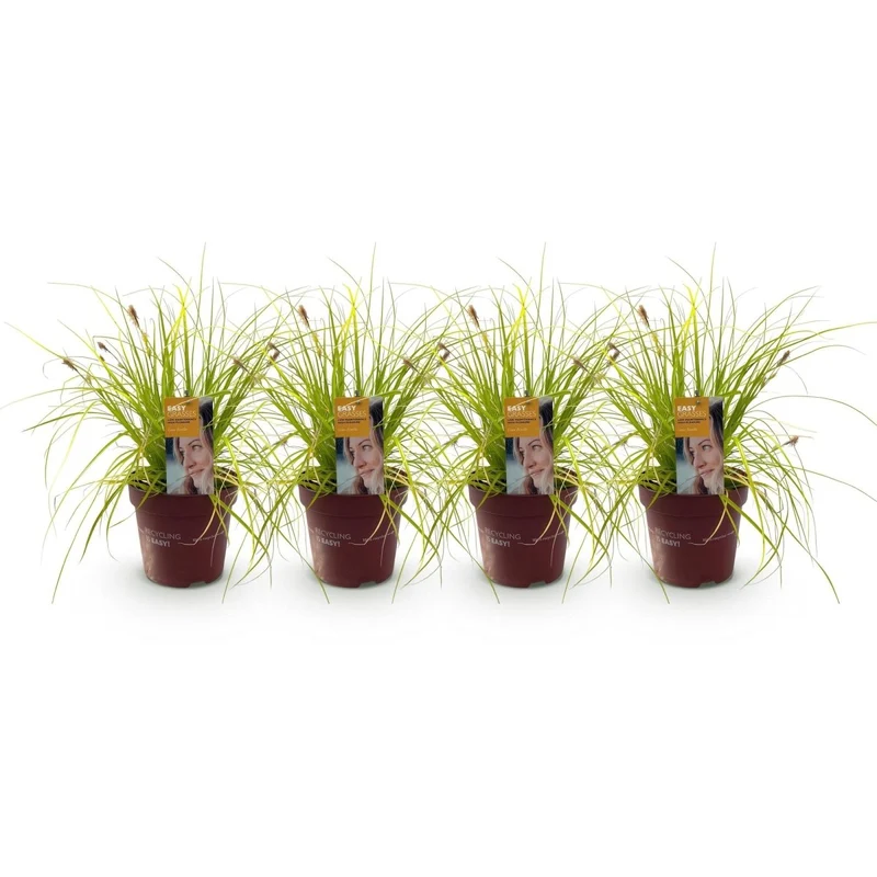 Japan-Goldsegge 'Everillo' kaufen – Carex oshimensis | 4 Pflanzen, immergrün & goldgelb