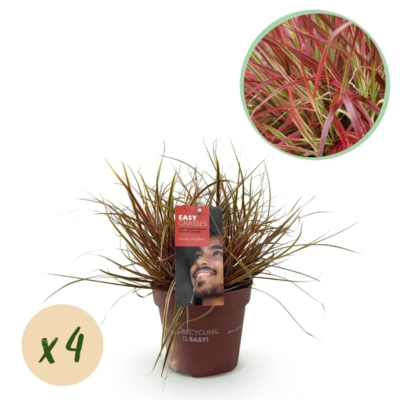 Uncinia rubra 'Everflame' – 4x Mahagonigras im Ø17 cm Topf | Immergrün & farbintensiv