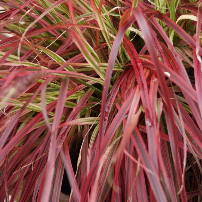 Uncinia rubra 'Everflame' – 4x Mahagonigras im Ø17 cm Topf | Immergrün & farbintensiv