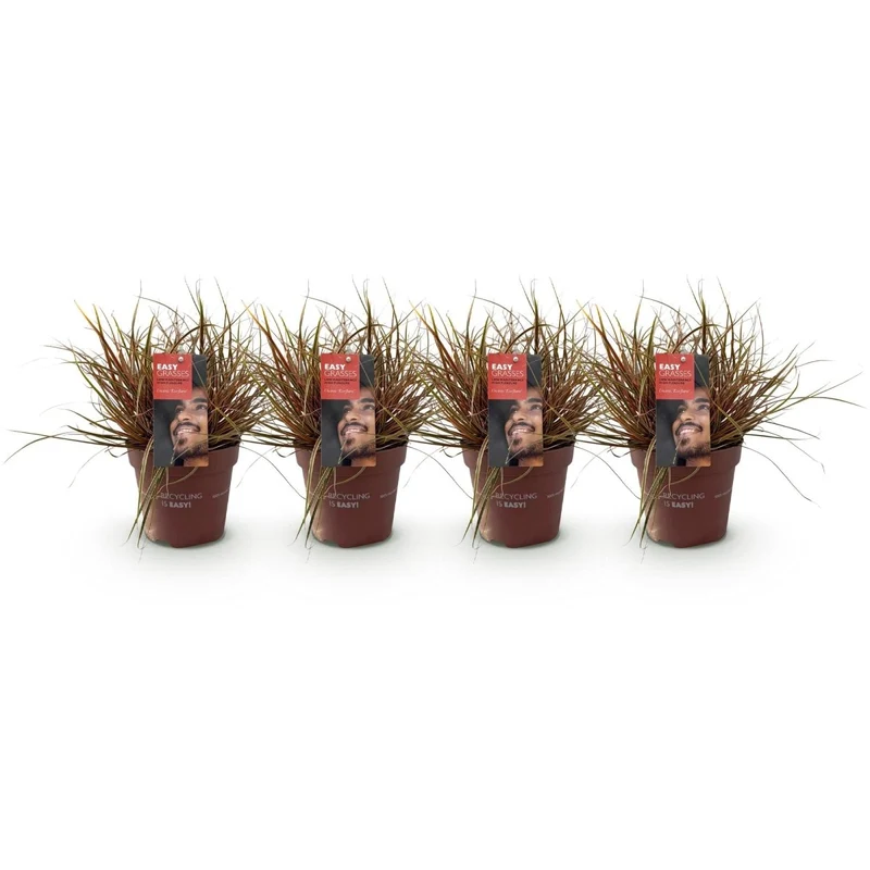 Uncinia rubra 'Everflame' – 4x Mahagonigras im Ø17 cm Topf | Immergrün & farbintensiv