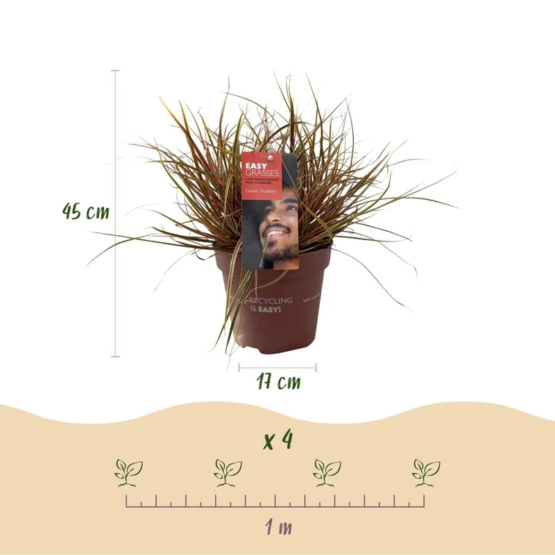 Uncinia rubra 'Everflame' – 4x Mahagonigras im Ø17 cm Topf | Immergrün & farbintensiv