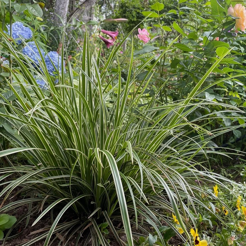 Carex morrowii 'Ice Dance' – 2x Japan-Segge im Ø17 cm Topf | Immergrün & pflegeleicht