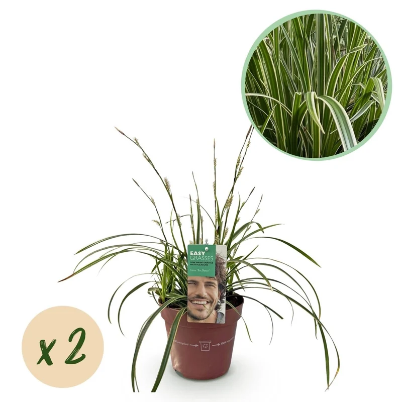 Carex morrowii 'Ice Dance' – 2x Japan-Segge im Ø17 cm Topf | Immergrün & pflegeleicht