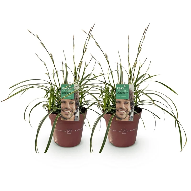 Carex morrowii 'Ice Dance' – 2x Japan-Segge im Ø17 cm Topf | Immergrün & pflegeleicht