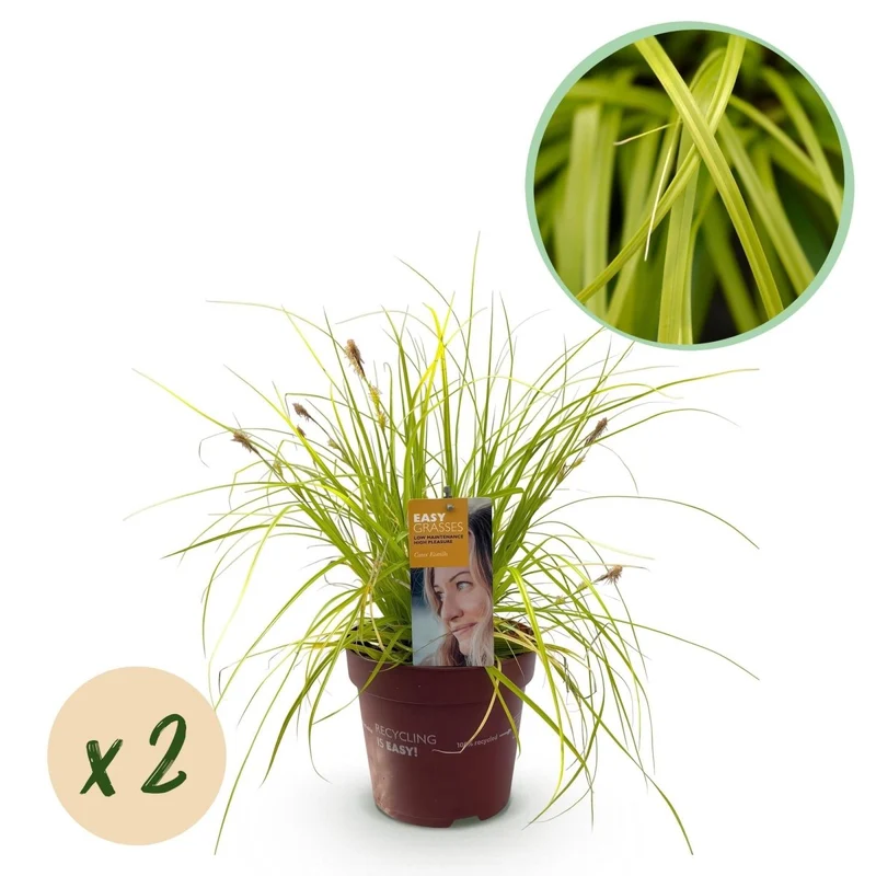 Carex 'Everillo' – 2x Japan-Gold-Segge Ø17 cm | Immergrün & farbintensiv