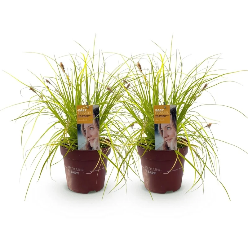 Carex 'Everillo' – 2x Japan-Gold-Segge Ø17 cm | Immergrün & farbintensiv