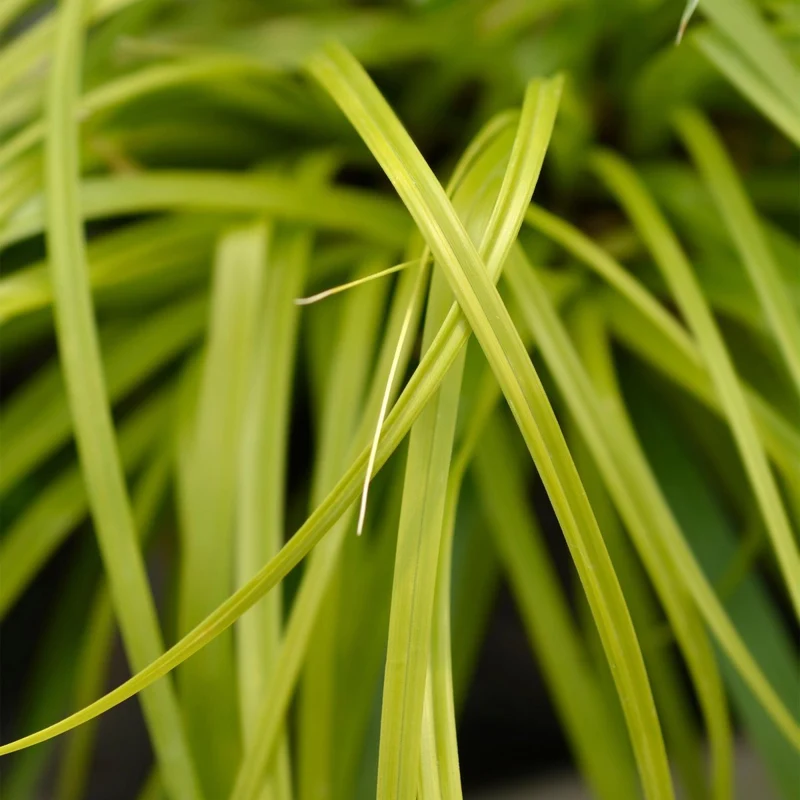 Carex 'Everillo' – 2x Japan-Gold-Segge Ø17 cm | Immergrün & farbintensiv