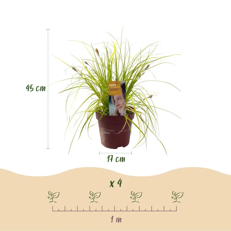 Carex 'Everillo' – 2x Japan-Gold-Segge Ø17 cm | Immergrün & farbintensiv
