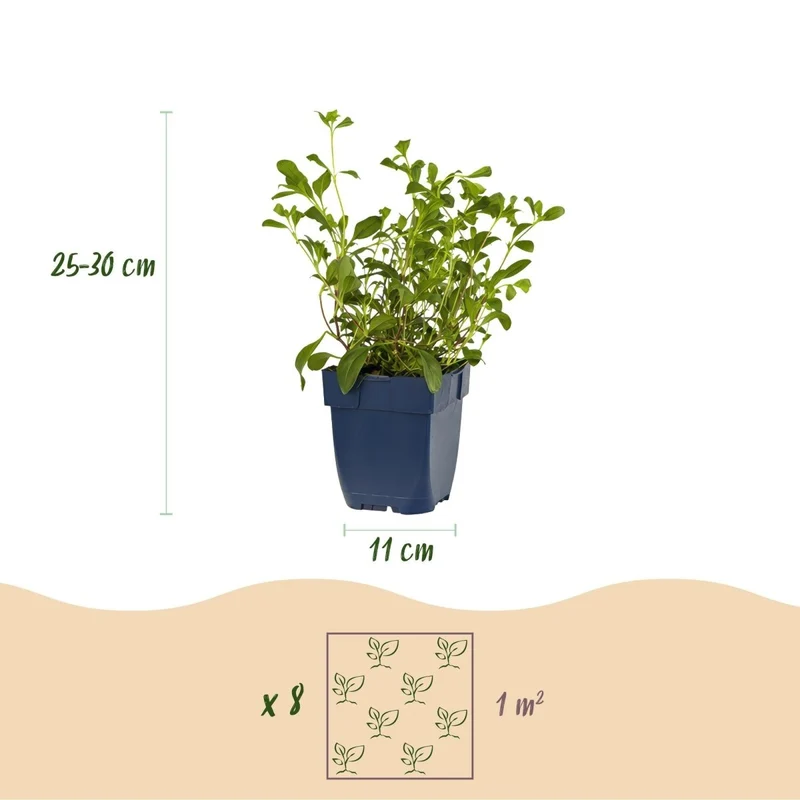 Stauden-Paket Bodendecker – 6 Stauden für 1 m² – Farbenfroh & Pflegeleicht – Ø11 cm Topf