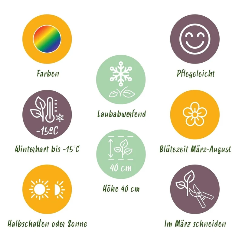 Stauden-Paket Bodendecker – 6 Stauden für 1 m² – Farbenfroh & Pflegeleicht – Ø11 cm Topf