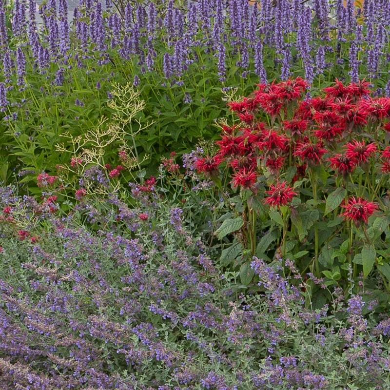 Stauden Paket Duftend | 6 Stauden für 1 m² – Verschiedene Farben – Pflegeleicht & winterhart