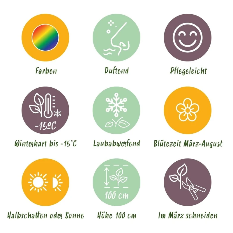Stauden Paket Duftend | 6 Stauden für 1 m² – Verschiedene Farben – Pflegeleicht & winterhart