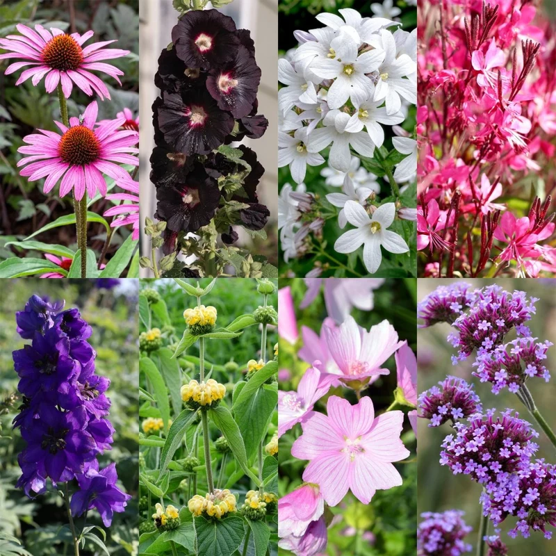 Stauden-Paket - Bienen- und Schmetterlingsanziehend - 24 Stauden - Für 3 m² - Verschiedene Farben - Pflegeleicht - Topf 11 cm