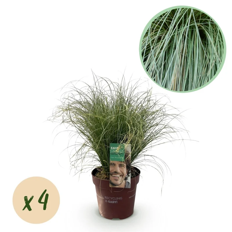 4x Neuseeland-Segge 'Frosted Curls' kaufen – Carex comans | Ziergras Ø 17 cm, immergrün