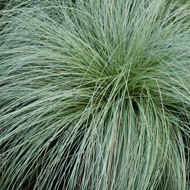 4x Neuseeland-Segge 'Frosted Curls' kaufen – Carex comans | Ziergras Ø 17 cm, immergrün