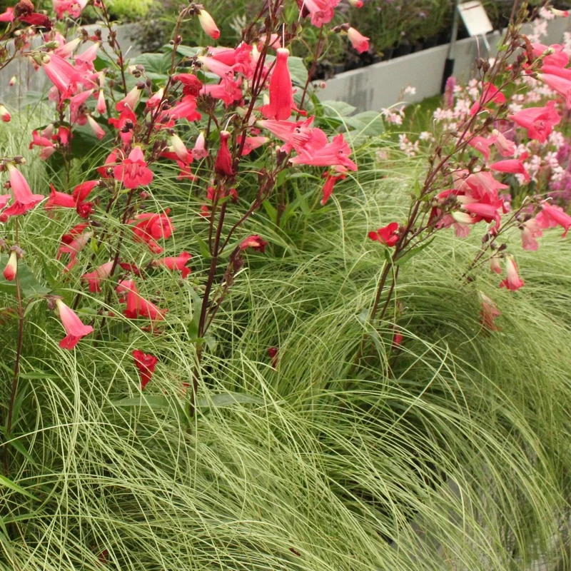 4x Neuseeland-Segge 'Frosted Curls' kaufen – Carex comans | Ziergras Ø 17 cm, immergrün