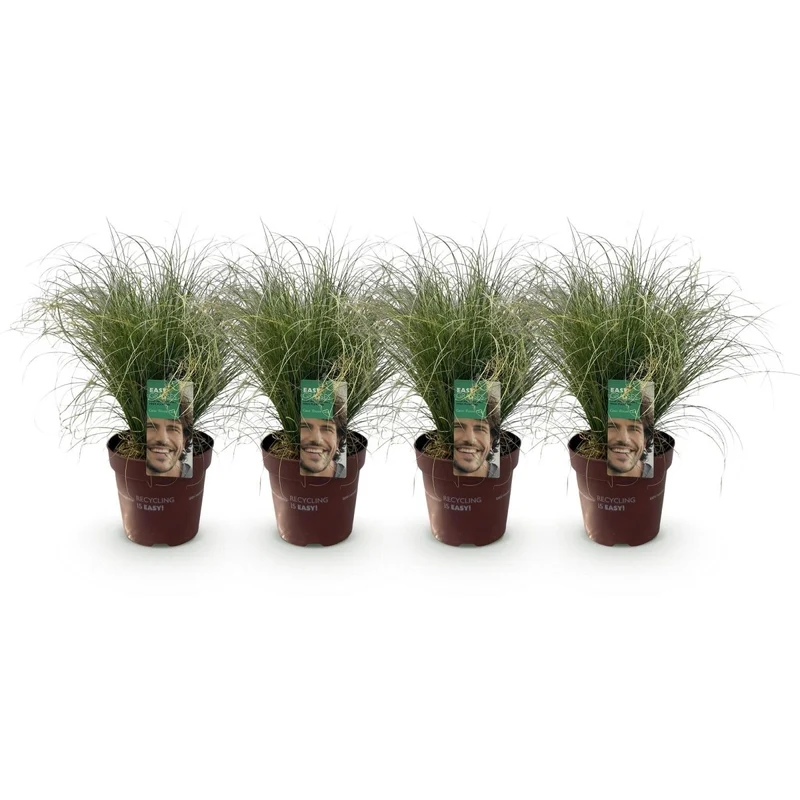 4x Neuseeland-Segge 'Frosted Curls' kaufen – Carex comans | Ziergras Ø 17 cm, immergrün