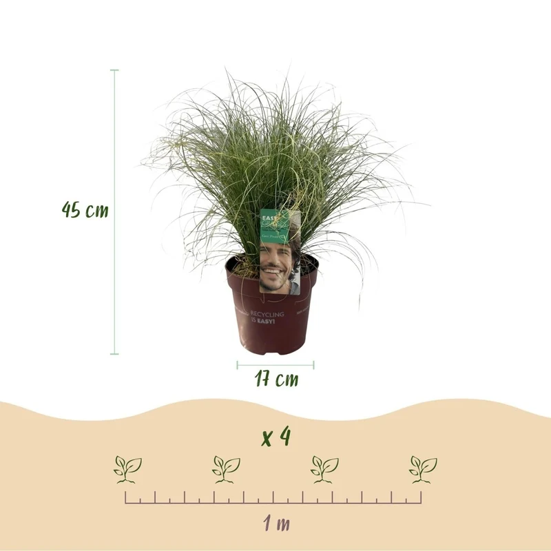 4x Neuseeland-Segge 'Frosted Curls' kaufen – Carex comans | Ziergras Ø 17 cm, immergrün